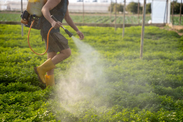 Best Flea Control Services  in Lordsburg, NM