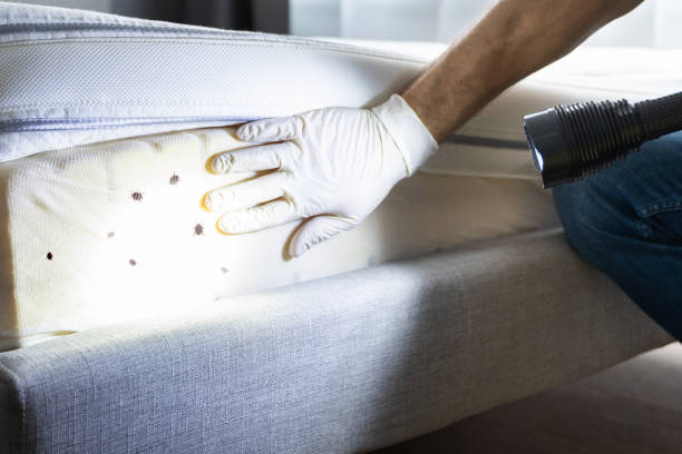 Best Best Pest Control Companies  in Lordsburg, NM