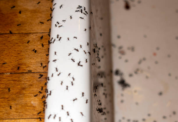 Best Cockroach Control Services  in Lordsburg, NM