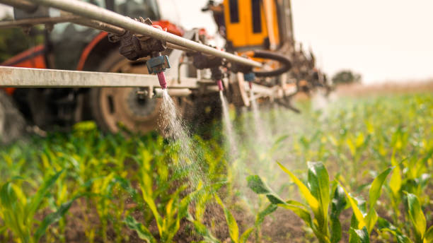 Best Ant Control Services  in Lordsburg, NM